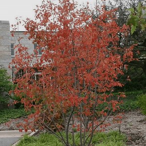 Autumn Brilliance Serviceberry - Plant Guide