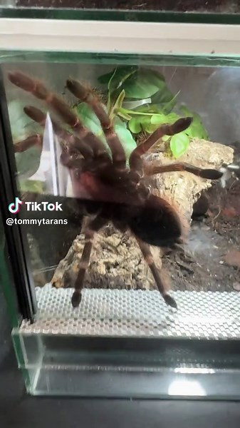 Exploring Tarantulas: Fascinating Spider Facts