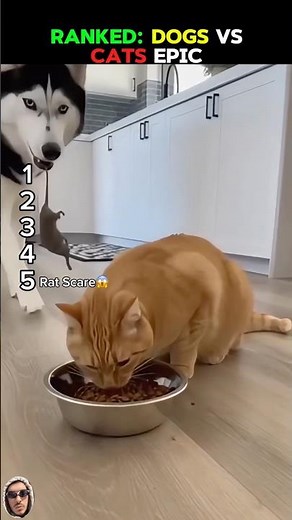 RANKED: DOGS VS CATS EPIC #dogsvscats #funnydogs #usadogs