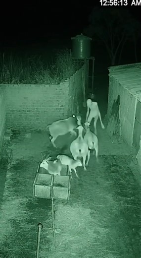 5.7K views · 35 reactions | This real ghost capture in camera will...