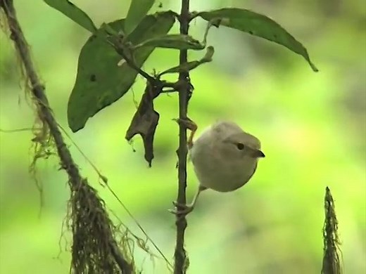 Galapagos finches and their beaks and Charles Darwin's theory of evolution | Britannica