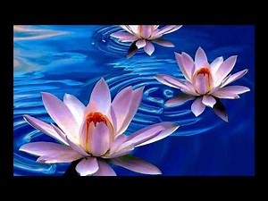 Lotus Flower Wallpapers