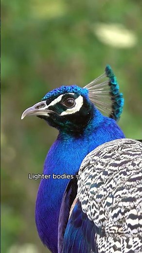 Why Dinosaurs Evolved Into Tiny Birds