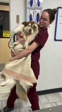 Dogs at the Vet 😂 #petlife #funny #animallife