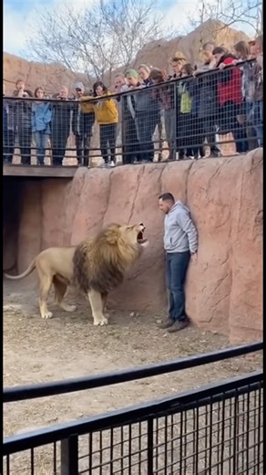 😱😱☠️😱SHER KE SAAMNE FAS GAYA😱😱#shorts #lion #tiger #zoo #fypシ #youtubeshorts #attack