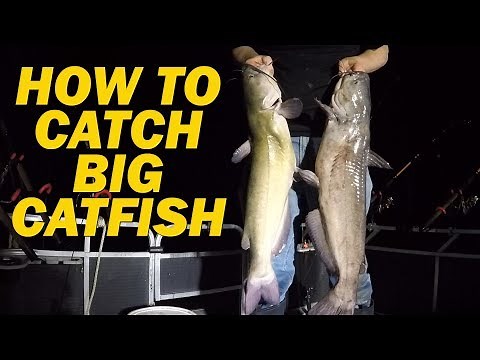 How to catch flathead catfish with live bait - Fishing for channel catfish with shad