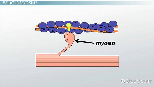 Myosin | Definition & Function