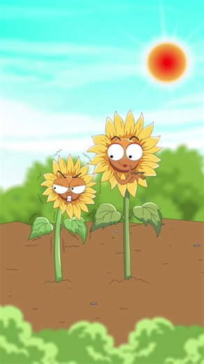 Why do sunflowers follow the sun during the day？ | sunflower