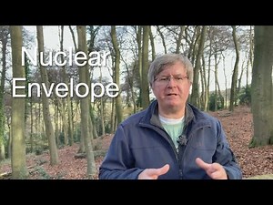 Understanding the Nuclear Envelope: Protecting and Regulating the Nucleus