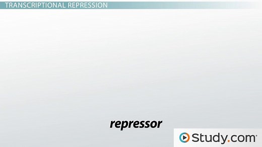 Lac Operon Function, Diagram & Regulation