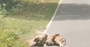 Video of python strangling deer goes viral, netizens divided over the ending - WATCH
