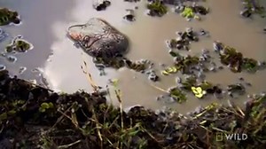 93M views · 385K reactions | Known as the heaviest snake in the world, the green anaconda can weigh up to 300 pounds. | National Geographic | Facebook