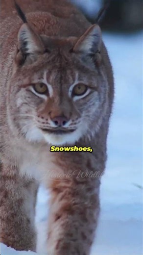 The Mysterious Snow Cat – Amazing Facts About the Lynx!