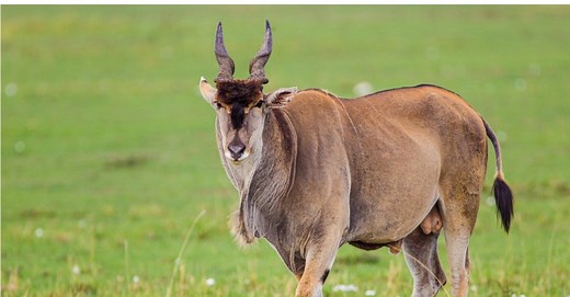 Ox vs Bull: What’s the Difference?