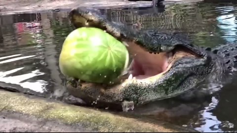 World’s Biggest Saltwater Crocodile