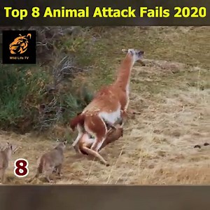 18M views · 76K reactions | WHEN THE PREY FIGHT BACK | Wild Life TV | Facebook