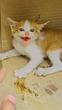 Aggressive Homeless Kittens Wouldn't Let Anyone Get Near Them, and No One Helped—Until Me