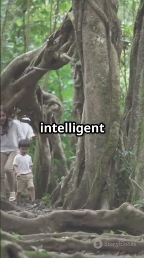 The Walking Palm: Nature's Mystery!