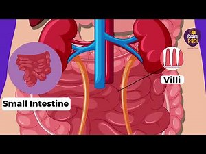 Digestion Explained Simply | Human Digestive System Step by Step