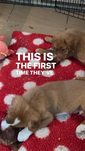 1.4K views · 12 reactions | We use all different types of chews during the first 6 months. A working meal such as a chicken frame, turkey neck or duck feet will also do it but tonight they are on pig ears. What do you say? | Daintree Duck Tollers | Facebook