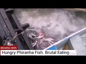Amazing Hungry Piranha Fish. Very Brutal Eating.