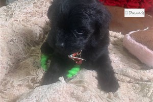 Yorkiepoo - Yorkie Poo for Sale | Puppies | Pawrade.com