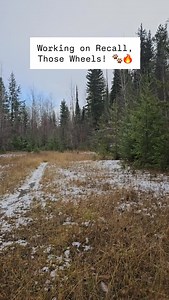 This is what recall training looks like when it clicks! ✨ Out on the trails near Golden, Kaia was off-leash with her 30ft long line trailing behind. We paused to check our route, and instead of running ahead (and out of sight), she chose to lie down in the snow and keep her eyes on us. When I said “This way,” she came running — focused and showing off her speed! Quick praise and a click marked that great decision. It’s taken time, consistency, and trust to get here. Reliable recall doesn’t happe