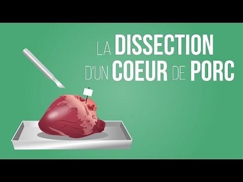 La dissection d'un coeur de porc | Sciences | Alloprof
