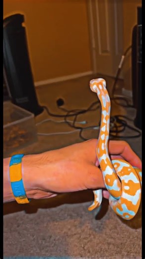 Albino Leopard Ball Python 🤯
