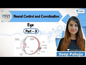 Neural Control and Coordination | L3 | Eye | NEET 2022/23 | Seep Pahuja