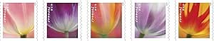 USPS 2023 Tulip Blossom Forever First Class Postage Stamps (20 Count)
