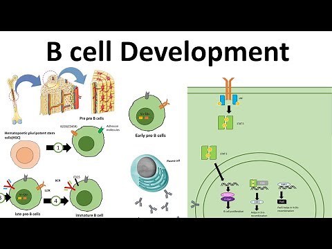 B cell development