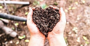 Sheep Manure Compared to Cow Manure | Which Is Better?