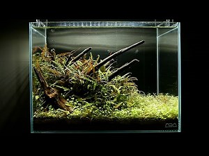 小さなアクアリウムの作り方 step.4 流木水草レイアウト｜Sticks Aquascape with small tank