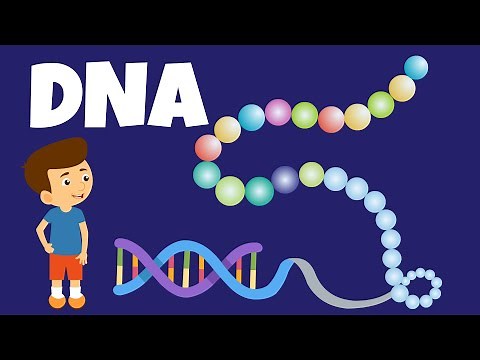 What is DNA? - What does DNA do? - DNA and Genes - The DNA Code