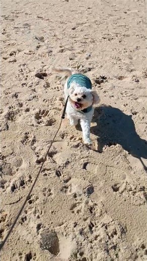 Cavapoo on the beach