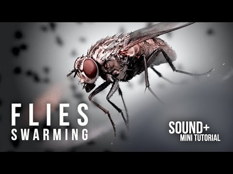 Flies Swarming / Buzzing - Sound Effect