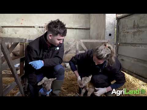 The benefits of colostrum and how to tube feed a newborn lamb