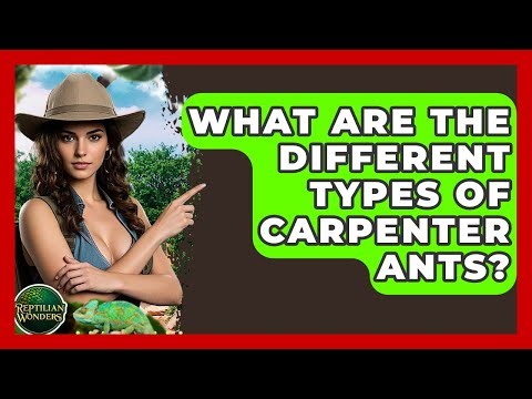 What Are The Different Types Of Carpenter Ants? - Reptilian Wonders