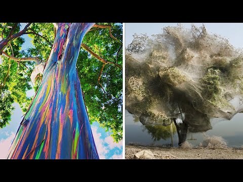 15 MOST BEAUTIFUL Trees Ever Found