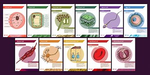 KS3 Biology Specialised Cells Display Posters