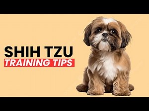 How to Train Your Shih Tzu | Best Shih Tzu Puppy Training Tips