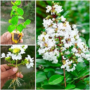 Best way to Propagate Crape Myrtles from Cuttings, how to grow Crepe Myrtle cuttings | Rana Craft