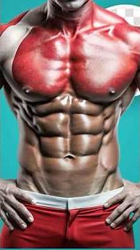 Understanding the Rectus Abdominis: Anatomy Explained
