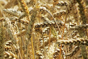 Barley Vs Malted Barley: Differences When Making Whiskey