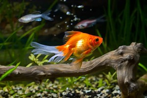 How to Make Aquarium Decorations Safe? - Fish Tank Master
