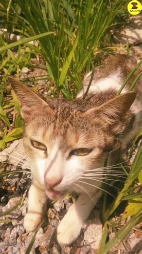 Cat askingsomething omg 😱#Pet#Dog #pets #cats 👉Pets 4 You👈#cute #catlover