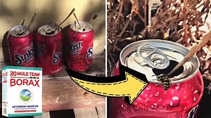 How To Get Rid of Hornets, Yellow Jackets, and Wasps