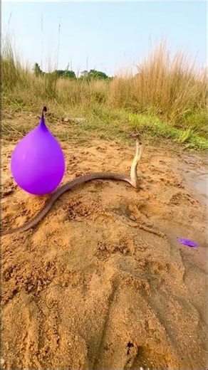 Snake vs Purple Balloon — The Most Unexpected Encounter Ever! #shorts #snake #snacks #wildlife #yt