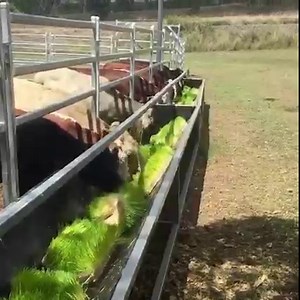 224 reactions · 32 shares | Agritom fodder systems allow you to grow nutritious livestock feed that will increase the performance of your herd through improved digestion and nutrient uptake. #foddersystem #grassfed #agritom #fodder #hydroponicfodder #seedtofeed #beefcattle #livestock #barleysprouts | Agritom Fodder Systems | Facebook